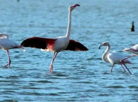 דירה Mesanges En Bord De ! לוצ'יאנה