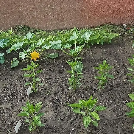 Mesanges En Bord De ! *