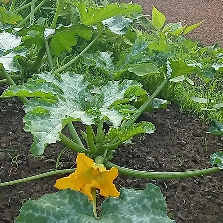 Lägenhet Mesanges En Bord De ! Lucciana (Corsica)
