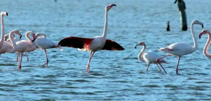 Apartamento Mesanges En Bord De ! Lucciana (Corsica)