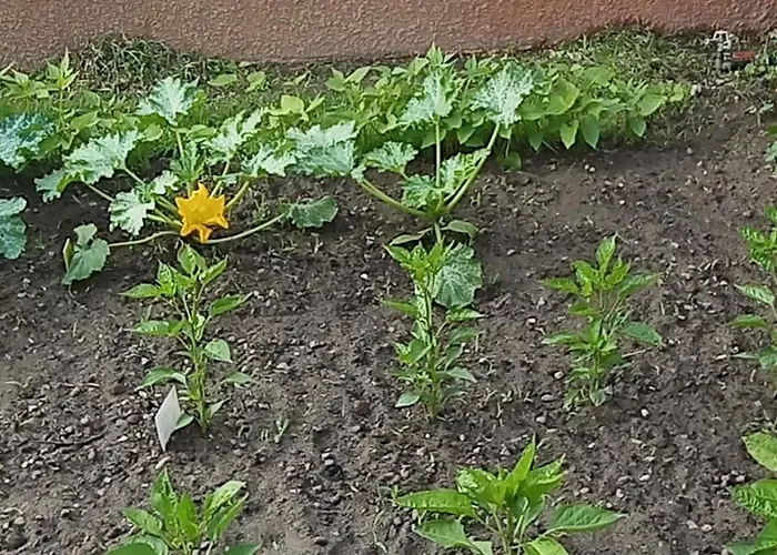 Mesanges En Bord De ! *