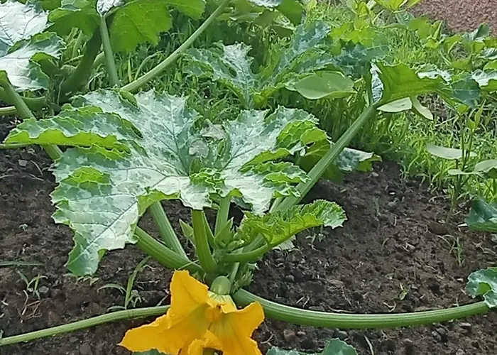 Apartamento Mesanges En Bord De ! Lucciana (Corsica)