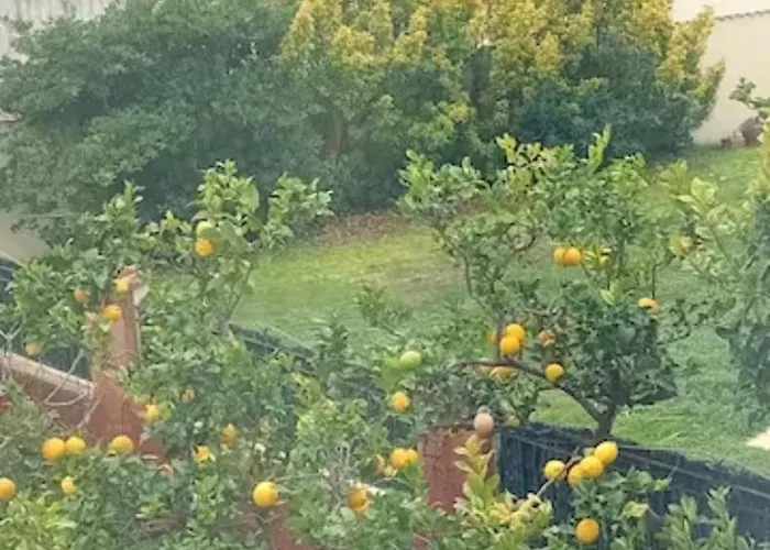 Mesanges En Bord De !